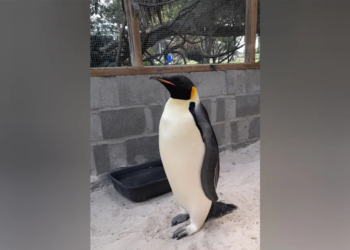 Emperor Penguin swims 2,200 miles from Antarctica to Australia for food 