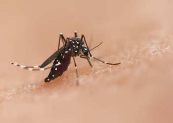 Deaf mosquitoes can’t mate: Scientists devise innovative approach to stop disease spread