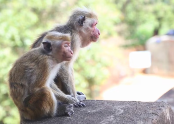 43 monkeys on the loose in South Carolina town after escaping from research lab