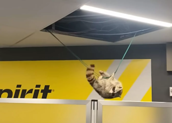 Watch: Wild raccoon came crashing through a ceiling panel at LaGuardia Airport in N.Y.C.