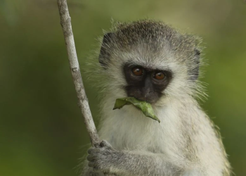 Tennessee woman randomly attacked by leashed monkey while feeding her cats
