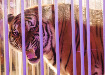 LSU criticized for using caged tiger as live mascot on sidelines