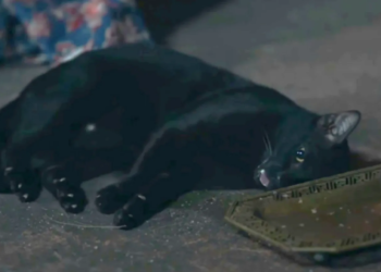 Thai drama faces backlash over cat being sedated to portray poisoning; incident under investigation