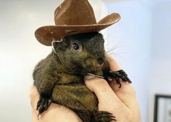New York authorities euthanize Instagram squirrel star ‘Peanut’: Here’s why