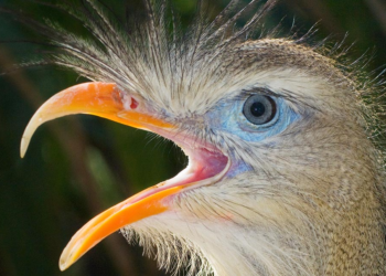 New fossils reveal ancient 'terror birds' once dominated earth's landscape as apex predators
