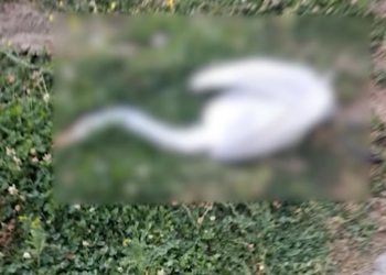 California: Man arrested for stoning “beloved bird” to death