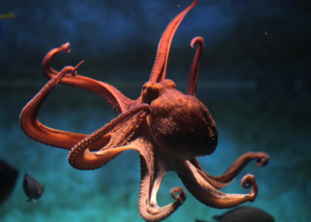 Octopuses will rule the world after human extinction, scientist claims