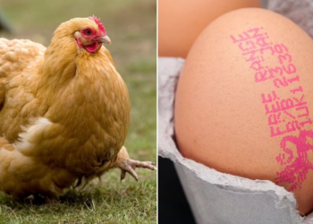 What came first? Chicken-or-egg debate finally cracked by scientists