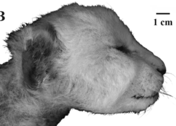 37,000-year-old saber-toothed 'kitten' found in Arctic permafrost