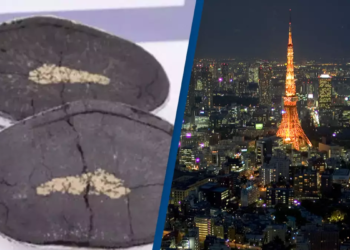 Japan discovers $26,290,780,000 worth of minerals attached to megalodon teeth