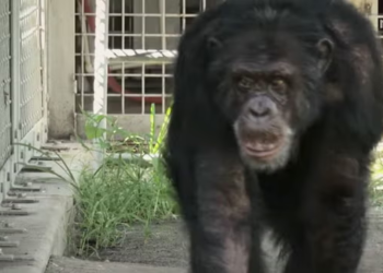HBO star faces perjury charges in shocking chimpanzee disappearance scandal