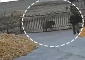 Watch: Farmer narrowly escapes as Siberian tiger charges at him in China's Heilongjiang province