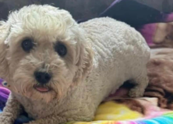 Arizona woman allegedly tortures three dogs to death, documents acts in chilling journal