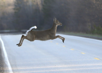 Why are Michigan deer hunters dying this season? Expert explains causes and precautions