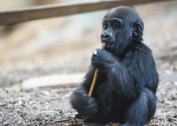 2-year-old baby gorilla killed by zookeeper’s error at Calgary Zoo