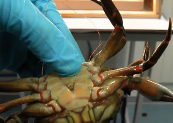 Scientists advocate for humane cooking methods as research confirms crabs feel pain