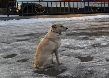Heartbreaking tale of loyalty: Dog waits for days after owner is swept away into frozen river