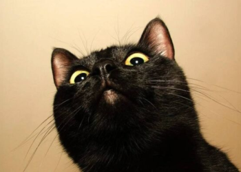 Florida scientist’s cat accidentally discovers a terrifying new virus as it lands on US soil for first time: Implications for human health