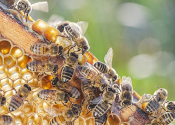 Bees halt Meta’s plans for AI data center powered by nuclear energy