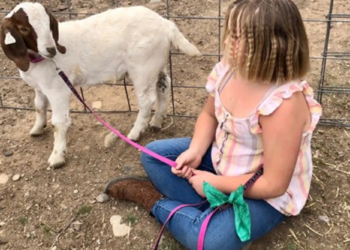 California girl, 11, wins $300K settlement after sheriff seizes and slaughters her pet goat