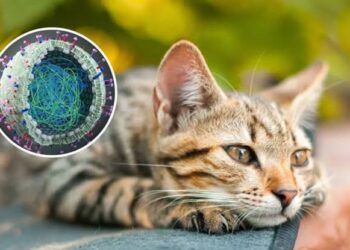 Cats could spread deadly bird flu to humans, study warns