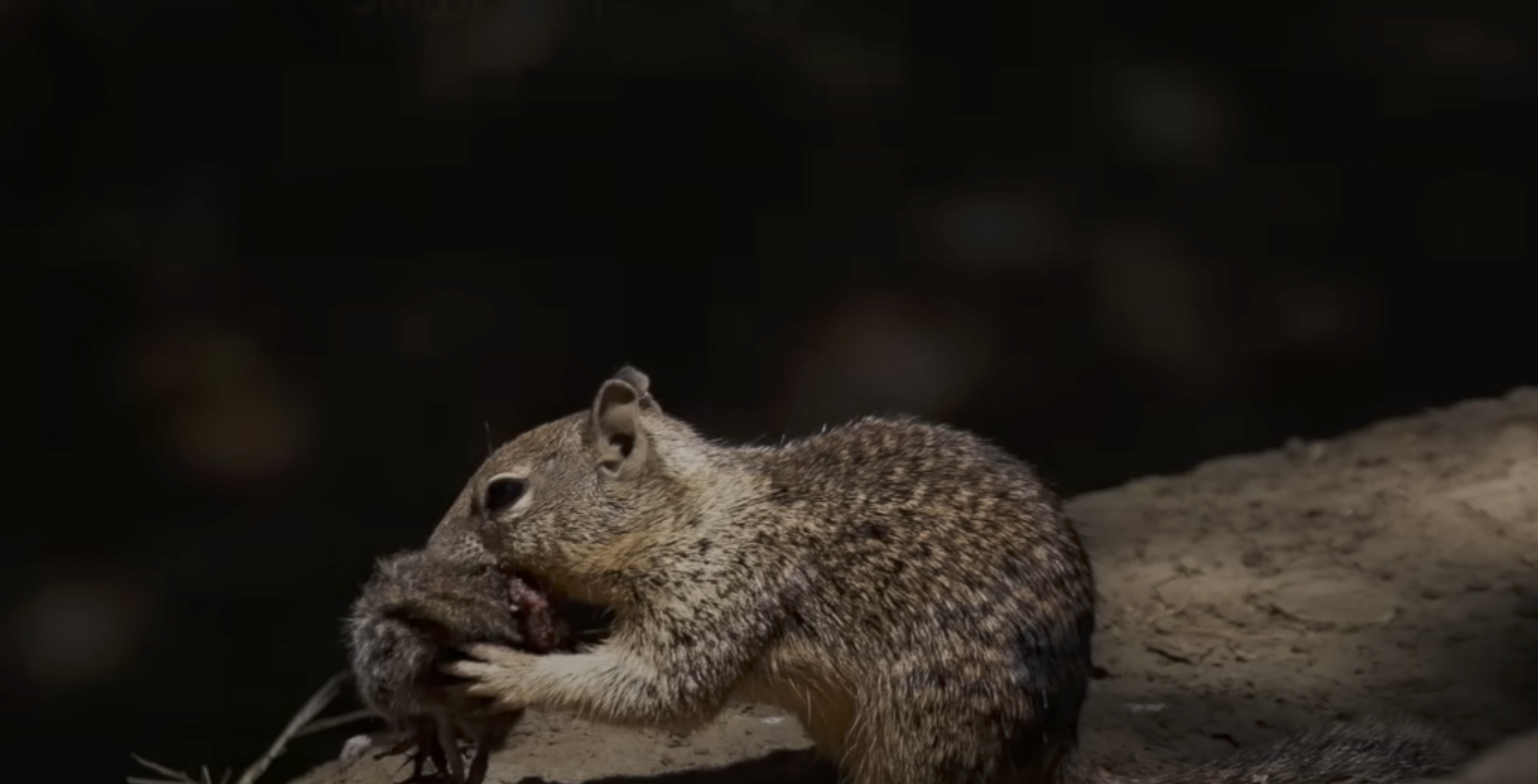 Shocking Squirrel 'Shocking' discovery: California squirrels caught hunting, eating ...