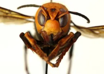 Invasive ‘murder hornets’ found in Europe for the first time