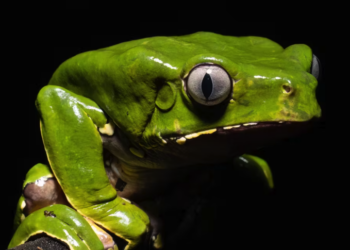 Mexican actress dies after consuming amazonian frog venom in cleansing ritual