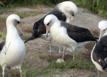 World’s oldest-known wild bird lays an egg in Hawaii at age 74