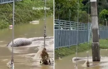 Watch: Giant python with eerie ‘human-shaped’ bulge discovered floating in Thai floodwaters
