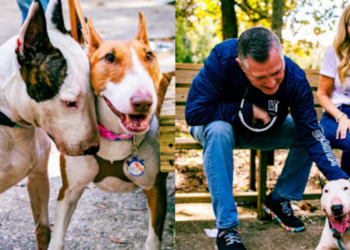 Florida couple adopts dog who was abandoned ahead of Hurricane Milton