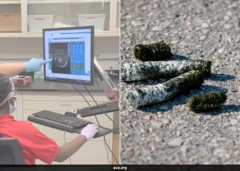 Chicago kid's science project with bird poop leads to discovery of cancer-fighting compound