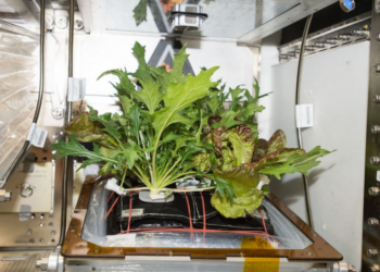 Astronaut Sunita Williams is growing lettuce on ISS. Here's why