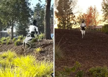 Watch: Elon Musk's humanoid robot learns to walk, stumbles like a human