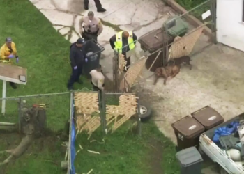 California man mauled to death by his own XL three bully dogs at playground; horrified witnesses recount attack