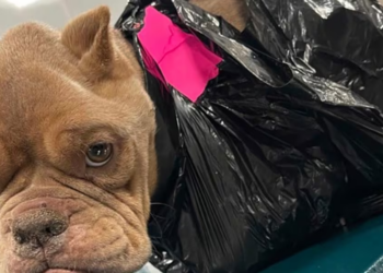 Iowa: Abandoned, emaciated bulldog found with head sticking out of taped trash bag, police launch investigation