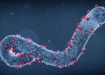 Marburg virus