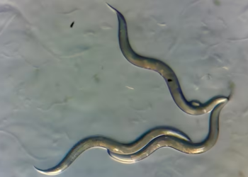 Worms thriving in Chernobyl can offer DNA repair mechanism for humans: Research