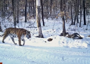 Love knows no bounds: Siberian tiger makes 125-mile journey across Russian forest to reunite with former mate