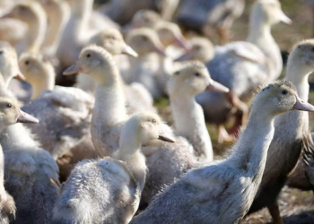 First severe human bird flu case reported in U.S. as California declares emergency