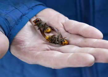 Invasive “murder hornets” eradicated in US, officials say