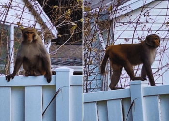 ‘Really big’ monkeys on the loose spark alarm in Florida community, prompting police warning
