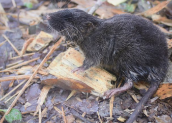Blob-headed fish, swimming mouse: 27 bizarre species found in Peru
