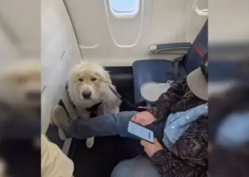 Passenger forced to give up first-class seat for dog on Delta flight, sparking outrage
