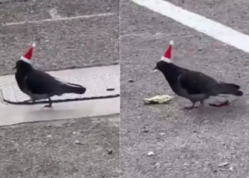 Watch: Pigeons with glued Santa hats spotted In Las Vegas, animal rescue teams investigating