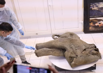 Baby mammoth preserved for 50,000 years unveiled in Russia’s Siberia