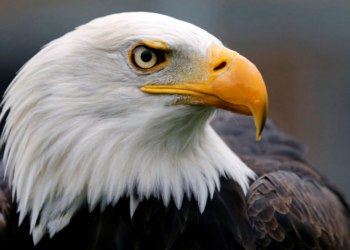 Biden signs a bill officially making the bald eagle the national bird of the U.S.