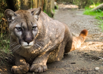 Bird flu kills 20 big cats at Washington animal sanctuary