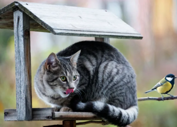 Cats at risk of bird flu: What pet owners need to know