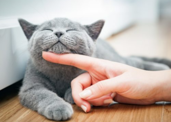 Viral TikTok warning: Doctor highlights deadly risk of hair loss medication to pets